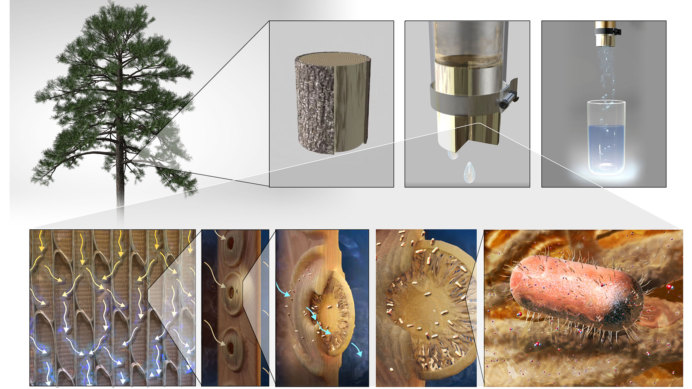 Water filters made from tree branches