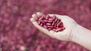 Farmer holding kidney beans in her hand. 