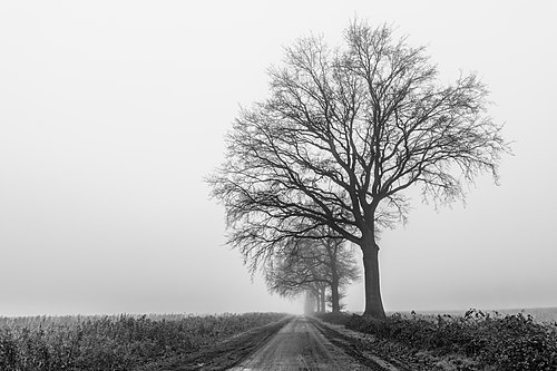 Dülmen, Leuste, Bäume im Nebel -- 2020 -- 5042 (bw).jpg