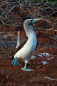 Galapagos - 2016