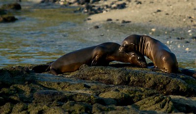 Galapagos - 2016