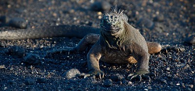 Galapagos - 2016