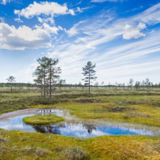 Über einer Landschaft aus Bäumen, Gräsern und Wasser ziehen sich weiße Wolkenbänder dramatisch über einen blauen Himmel.