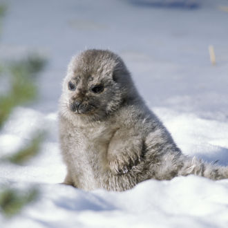 A Saimaa ringed seal pup in the snow.