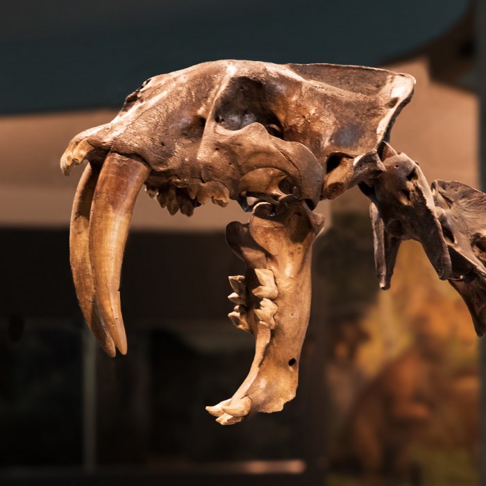 join and give footer tar pits sabertooth skeleton