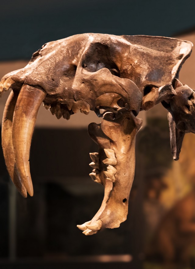 join and give footer tar pits sabertooth skeleton