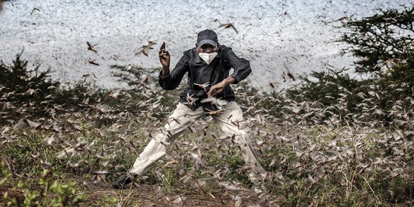 A man tries to scare away a large swarm of locusts.