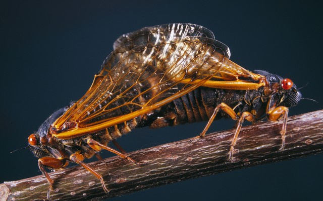 Two Magicicada adults mating