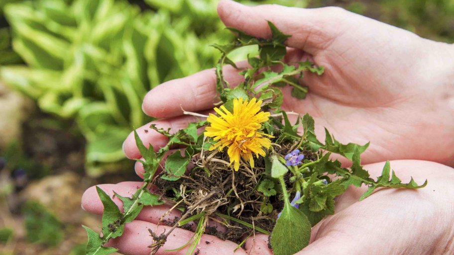 dandelion in lady&#039;s hands