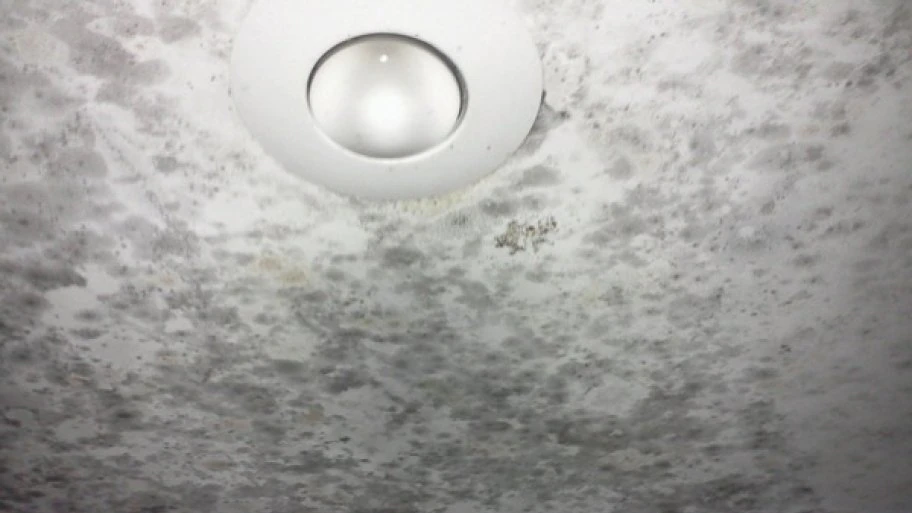 a ceiling covered with splattered patches of black mold 