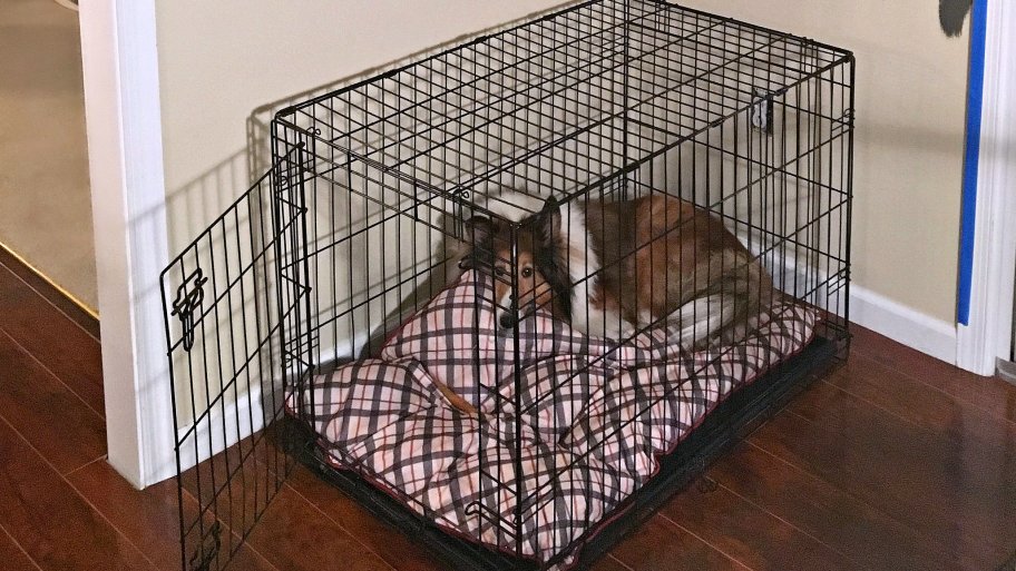 dog in dog crate