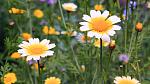 Chryzanthemums in the wild. Octobers birth flower.