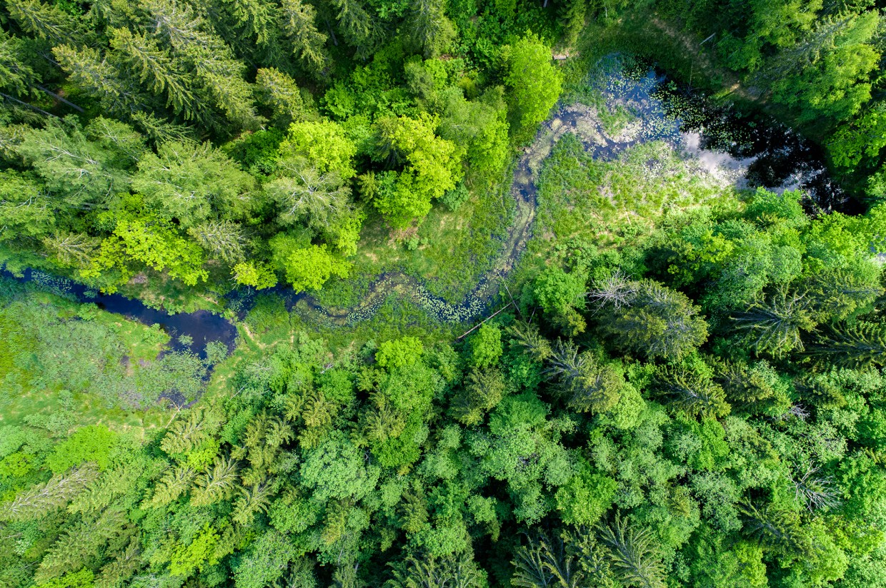 stock-photo-green-forest-swamp-and-small-river-captured-from-above-with-a-drone-659290924.jpg