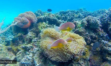 Marien onderzoek tussen aapjes en vleerhonden in Zanzibar