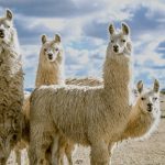 Saving the world from anthrax with … a llama