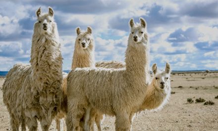 Saving the world from anthrax with … a llama