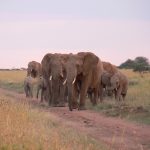 Olifanten voorkomen bodemuitputting in Afrikaanse savanne