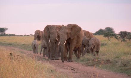 Elephants prevent soil depletion in African Savana