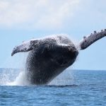 Humpback whales may be migrating further than originally expected