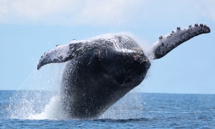 Humpback whales may be migrating further than originally expected