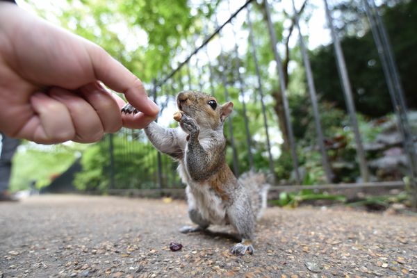 Squirrel shaking hands with a person