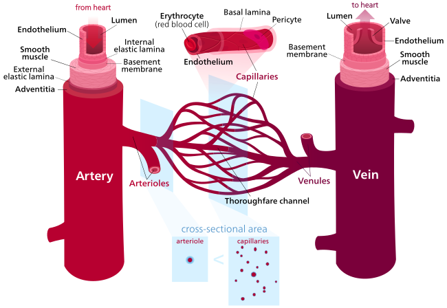 Diagram of blood vessel structures