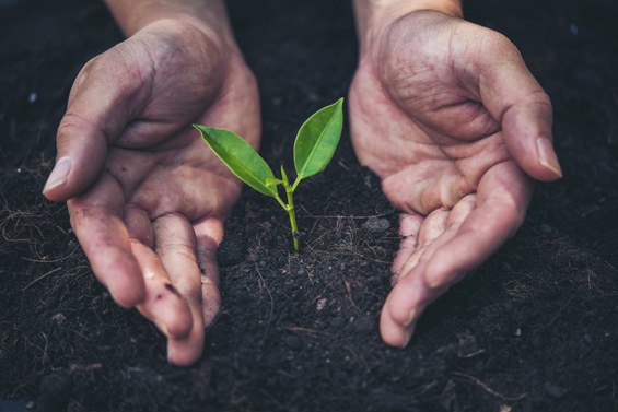 Plano quer reduzir emissão de carbono na agropecuária