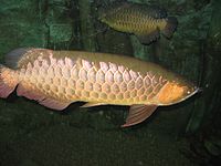 Gold Arowana035.JPG