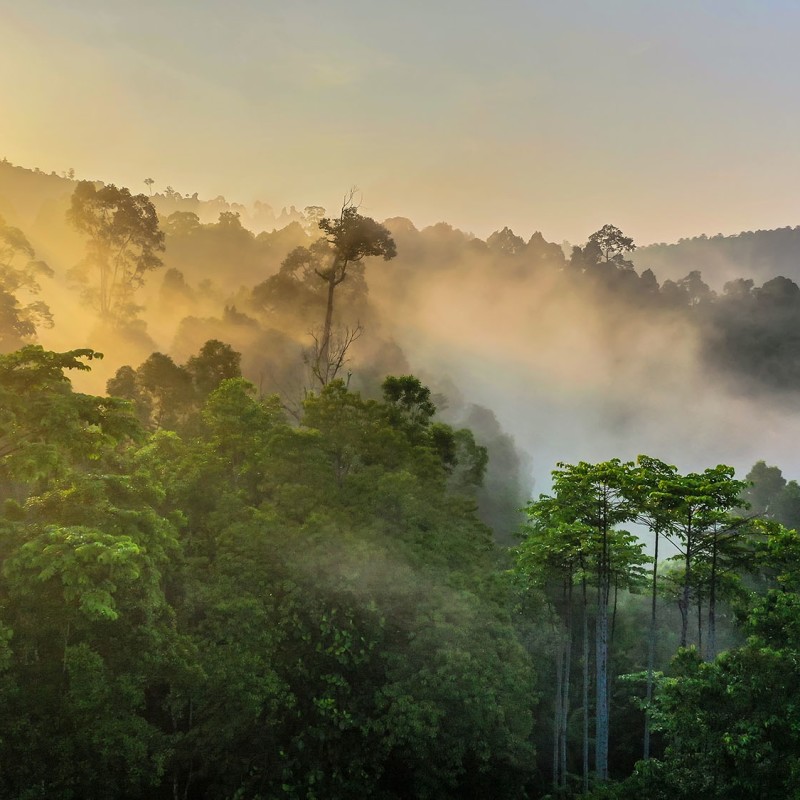 A misty view at sunset over a Borneo rainforest