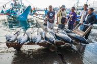 Fishermen unloading yellowfin tuna in the Philippines.