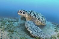 Huge green sea turtle