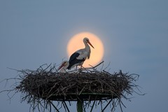 Stork in front of rising full moon