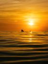 A man paddline out on a surfboard with the sun setting.