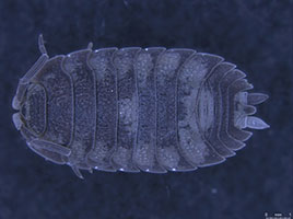 Porcellio