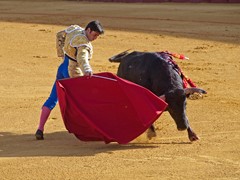 Bullfight