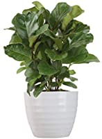 Costa Farms Ficus Lyrata, Little Fiddle Bambino Trending Tropicals Collection Live Indoor Plant, 1-Foot, Green