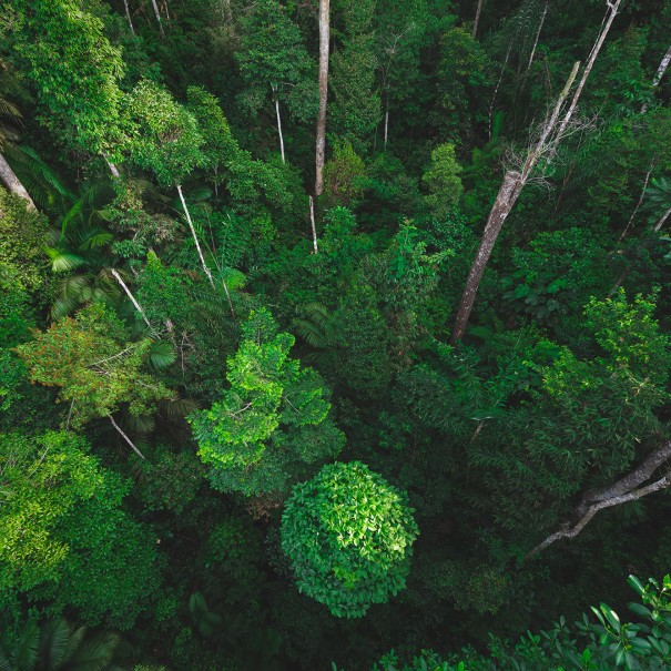 View of a forest canopy from above.