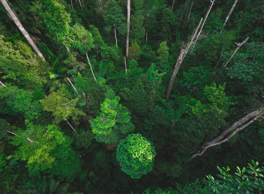 Earth Day concept with tropical forest background, natural sence with canopy tree in the wild