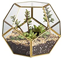 NCYP Gold Glass Geometric Terrarium, Home Tabletop Decor, Pentagon Regular Brass Planter for Succulent Fern Moss Air...