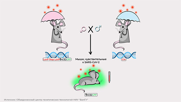 Мыши, чувствительные к SARS-CoV-2