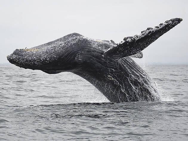 The best whale watching tours near Boston