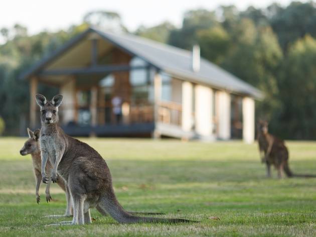 Yarra Valley guide