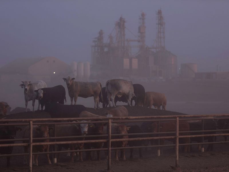 texas cattle methan