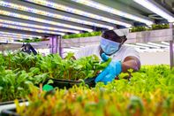 Indoor Farming's Success Depends on the Cheapest Lightbulb