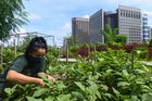 SINGAPORE-ENVIRONMENT-AGRICULTURE