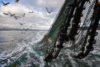 Scottish Seafood Exports At Risk If Brexit Brings Shipping Delays