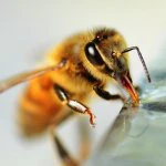 honeybee removal