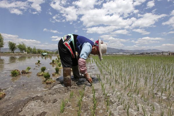 Tobacco And Rice Planting And General Economy Images