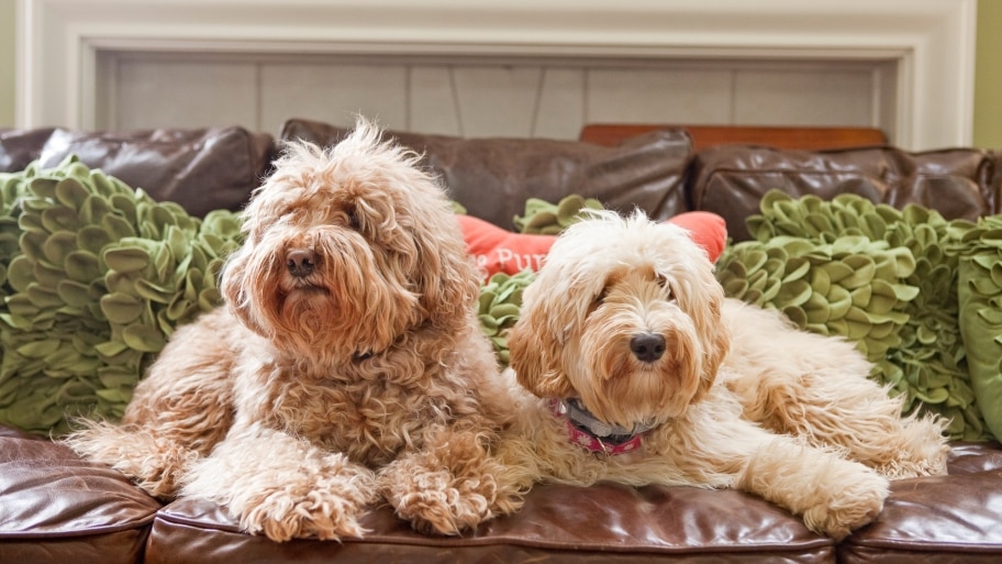 two labradoodles on couch