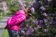 A Sign of Post-Pandemic Spring: Sniffing Mother’s Day Lilacs